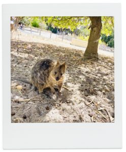 コピペで簡単・旅行プラン -パース編-念願の本物のクォッカ。