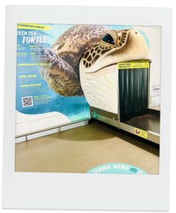 コピペで簡単・旅行プラン -ケアンズ 編-荷物受け取りレーンのデザインが可愛すぎるケアンズ空港