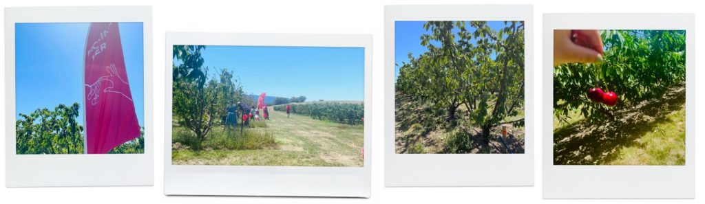 さくらんぼ狩りとメルボルン。ファーム内の様子。